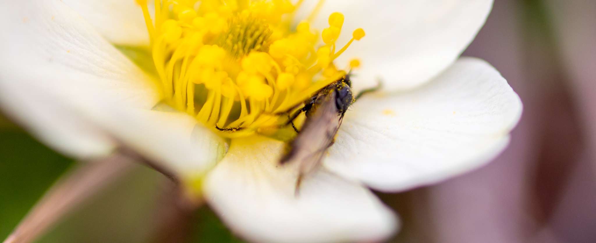 Pollinators And Their Importance In The Arctic Environment - Learning  Arctic Biology